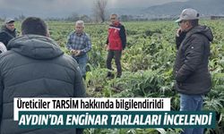 Aydın'da enginar tarlaları incelendi