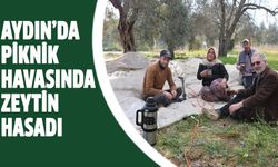 Aydın’da piknik havasında zeytin hasadı