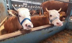 Söke'de şap karantinası kaldırıldı