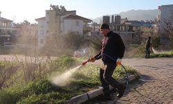 Bozdoğan’da yabani ot mücadelesi