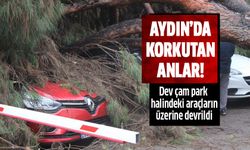 Dev ağaç park halindeki araçların üzerine devrildi