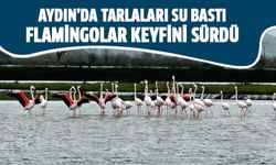 Aydın'da tarlaları su bastı, flamingolar keyfini sürdü