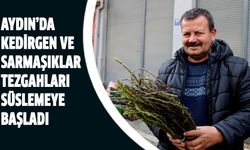 Aydn'da kedirgen sezonu başladı!