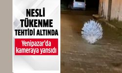 Yenipazar'da heyecanlandıran görüntü!