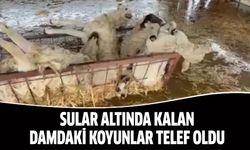 Sular altında kalan damdaki koyunlar telef oldu
