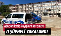 Ağaç katliamı yapan şüpheli yakalandı!