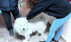 Didim'de evcil hayvanlar aşılanıyor