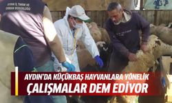 Aydın'da hayvan aşılamaları devam ediyor!