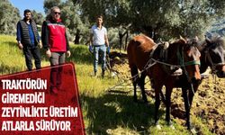 Traktörün giremediği zeytinlikte üretim atlarla sürüyor