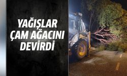 Yağışlar çam ağacını devirdi