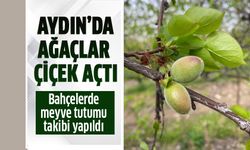 Aydın'da ağaçlar çiçek açtı!