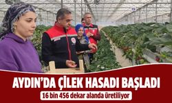 Aydın’da çilek hasadı başladı