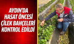 Aydın'da hasat öncesi çilek bahçeleri kontrol edildi