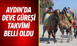 Aydın'da deve güreşi takvimi belli oldu