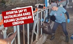 Aydın'da şap ve hastalıklara karşı aşılama çalışmaları sürüyor
