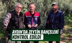 Aydın’da zeytin bahçeleri kontrol edildi