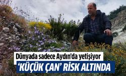 Dünyada sadece Aydın'da yetişiyor!