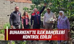 Buharkent'te ilek bahçeleri kontrol edildi