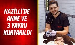 Nazilli’de anne ve 3 yavru kurtarıldı