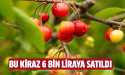 Bu kirazın kilosu 6 bin liraya satıldı!
