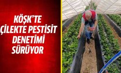Köşk’te çilekte pestisit denetimi sürüyor