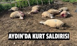 Aydın'da kurt saldırısı!