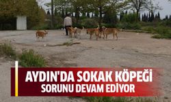 Aydın'da sokak köpeği sorunu devam ediyor