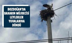 Bozdoğan’da baharın müjdecisi leylekler yuvalarına döndü