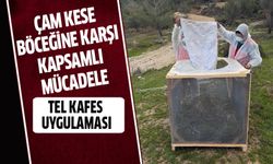 Aydın'da çam kese böceğine karşı kapsamlı mücadele