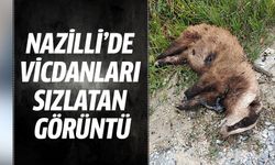 Nazilli’de vicdanları sızlatan görüntü