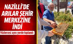 Nazilli’de arılar şehir merkezine indi