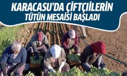 Karacasu'da çiftçilerin tütün mesaisi başladı