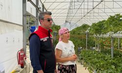 Çilek bahçelerinde pestisit denetimi