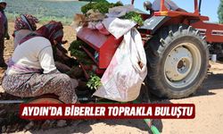 Aydın'da biberler toprakla buluştu