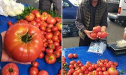 Aydın'da 850 gramlık domates pazarda ilgi gördü