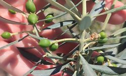 Zeytin üreticilerine "zeytin güvesi" uyarısı