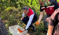 Kayısı bahçelerinde hasat başladı