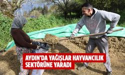 Aydın'da yağışlar hayvancılık sektörüne yaradı