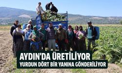 Aydın'da üretiliyor, yurdun dört bir yanına gönderiliyor
