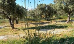 Tülüşah çiçek açtı, koparmanın cezası 699 bin lira