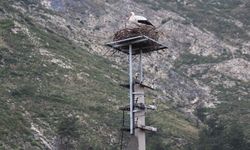Riskli durumdaki leylek yuvası güvenli hale getirildi