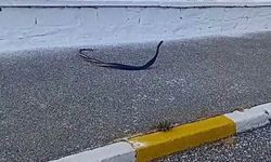 Bozdoğan’da yılanların çiftleşme dansı kamerada