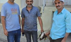 Kapılara toslayan kuzunun sahibi küpesinden bulundu