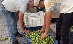 Bozdoğan ileği kalitesiyle üreticilerin ilk tercihi arasında