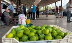 Nazilli’de ilek fiyatları çakıldı