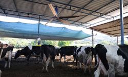 Aydın'da çöl sıcakları inekleri strese soktu