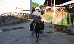 Ayhan amca yokluktan değil, sürücü belgesi olmadığından eşeği ile servis yapıyor
