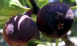 İncirde hasat ve ihracat tarihi belli oldu