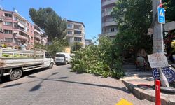 Devrilen ağaç iki araca zarar verdi