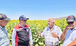 Söke, Aydın'daki ayçiçeği üretiminin yüzde 72'sini karşılıyor
